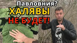 ПАВЛОВНИЯ В УКРАИНЕ - ХАЛЯВЫ НЕ БУДЕТ!