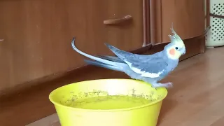 Папуга корела приймає ванну, A cockatiel is taking a bath