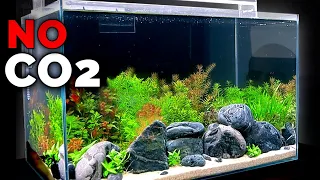 Making A **NO CO2** Dutch Hybrid Planted Aquarium | MD Fish Tanks