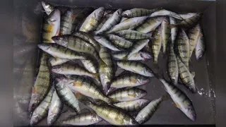 Jigging Jumbo Perch Lake Erie