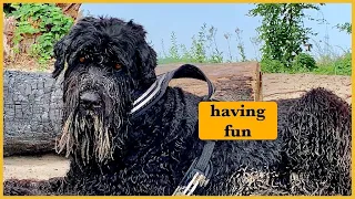 Black Russian Terrier protection dog / working dog having fun