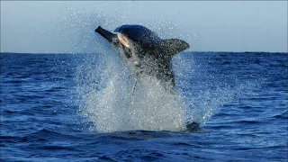 Check Out The Top 6 Epic Shark Dance Moves | SHARK WEEK
