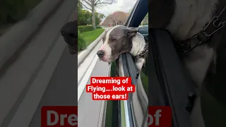 Dreaming of Flying: Hudson the Dog #cutedog #dogshorts #dogs #dog #pitbull