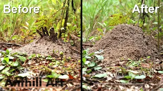 Timelapse: Fire Ant Colony Rebuilding After a Storm