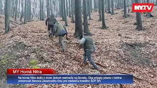 Na hornej Nitre došlo k dvom útokom medveďa na človeka. Zistili, prečo medveď útočil