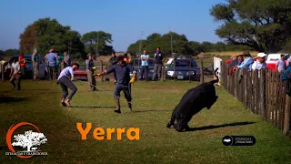 196 Yerra en Campo El Ensueño - Estancias y Tradiciones