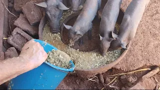 Como engordar Porco Super rápido