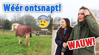 Nacho rent WEER los over het MAISLAND & eerste reactie CARMEN en ANNE! | felinehoi VLOG #535