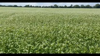 Raising Buckwheat!