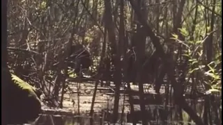 Compelling Footage of Possible Skunkape/Bigfoot From Lettuce Lake Park Florida