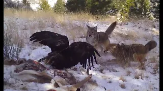 Golden Eagles vs. Coyotes: Episode 1, Bitterroot Valley Winter Eagle Project Series