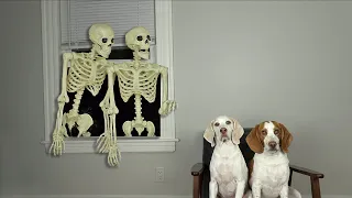 Dogs Unfazed by Skeleton Invasion Prank: Funny Dogs Maymo & Potpie Befriend Skeletons for Halloween