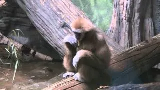 Zoo: So Bored...