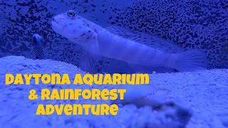 The Daytona Aquarium & Rainforest Adventure Is Now Open!