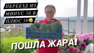 В теплице почти +50’С 🥵 Как спасаю от жары теплицу на юге🥦 Брокколи «Фиеста»/Урожай 2022/Отзыв