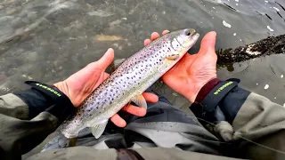 Sea Trout Tactics | Fly Fishing | Scotland