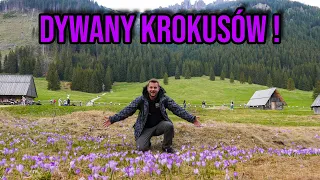 DYWANY KROKUSÓW NA CHOCHOŁOWSKIEJ !