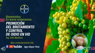 Promoción del brotamiento y control de oidio en vid 2020 | Agro Bayer Perú