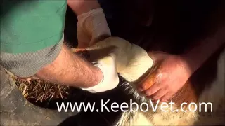 Bursitis Decubitus In Young Calf, Watch How Veterinarian Doctor Helps