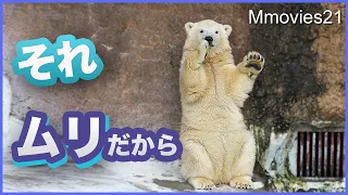 Run away! Polar Bear cub Hou-chan, what's scary?