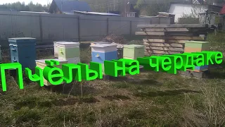 Профессор Кашковский про содержание пчёл на чердаке
