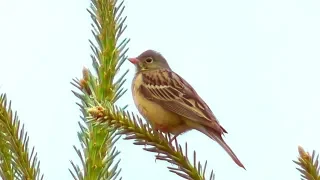 Садовая овсянка.  Песня садовой овсянки. ( Emberiza hortulana )