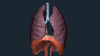 Polmoni - Anatomia macroscopica