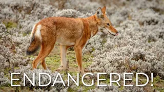 The Endangered Ethiopian Wolf and Bale Mountains National Park in Ethiopia.