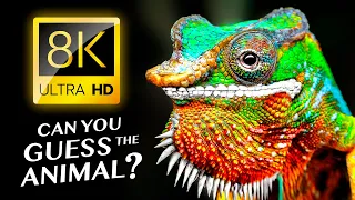 GUESS THE ANIMALS 🐘🐊🦉🐍 8K ULTRA HD