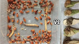 EXPERIMENT Hundreds of Cockroaches + SuperWorm + Spiders in a Container / grabe tridor mga ipis