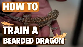 How to TRAIN YOUR DRAGON???? (Clicker Training)