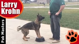 How to teach any dog a competition style heel