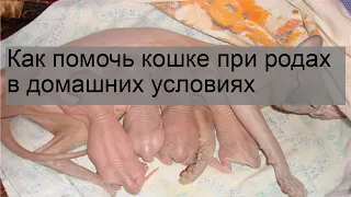 Как помочь кошке при родах в домашних условиях