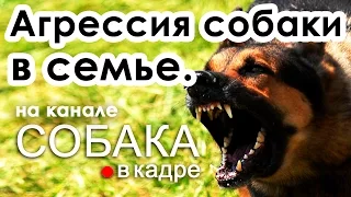 Агрессия собаки к членам семьи. Воспитание и дрессировка.