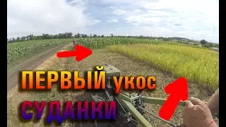 Первый укос суданки на втором участке