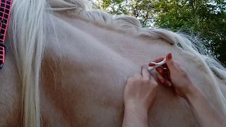 Чипирование торийской лошади микрочипом "a-chip с инъектором"