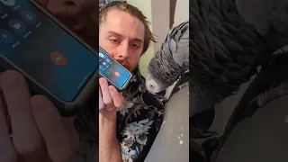 Parrot Makes the "End Call" Sound