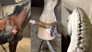 The Most Satisfying Equestrian Compilation #5