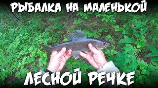 Рыбалка на маленькой лесной речке / Крупный хариус