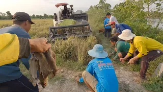 Cắt lúa bắt chuột, chưa từng thấy đám lúa nào chuột nhiều như vầy. CDMT