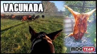 Vacunada y comida campera - ESTO ES VIDA CAMPESTRE