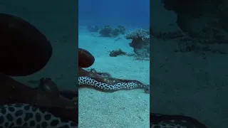 #funny #relaxing #amazing #video #animals #attack #satisfying  #youtubeshorts #octopus#vs #moray