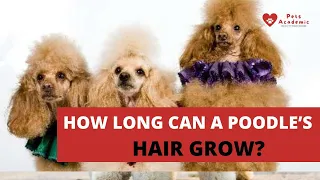 How Long Can a Poodle’s Hair Grow?