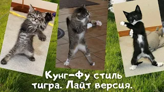 Веселые картинки.  Прикольные коты.