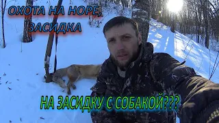 ОХОТА НА ЛИСУ У НОРЫ/14.02.2022Г/НЕ СТАНДАРТНАЯ ЗАСИДКА НА ЛИСУ С СОБАКОЙ)))