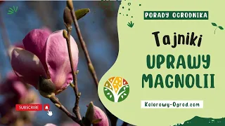 Magnolie. Projektantka Ogrodów Zdradza Sekrety Ich Uprawy  🌸 kolorowy-ogrod.com