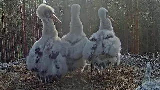 Must-toonekurg~Storklets are startled! A little bird is on the microphone~7:39 AM 2021/06/23