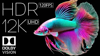 Dolby Vision 12K HDR 120fps | Best of 2023