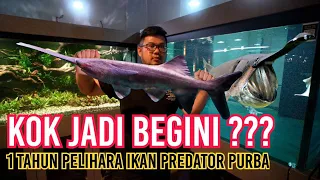 TERNYATA BEGINI 1 TAHUN MEMELIHARA IKAN PREDATOR PURBA AIR DINGIN DAN MISTERIUS