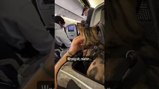 A Compilation of a Cat Flying by Plane